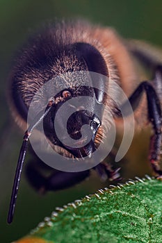 Honey bee on a green leaf